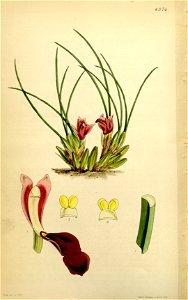 Maxillaria acicularis - Curtis' 74 (Ser. 3 no. 4) pl. 4374 (1848)