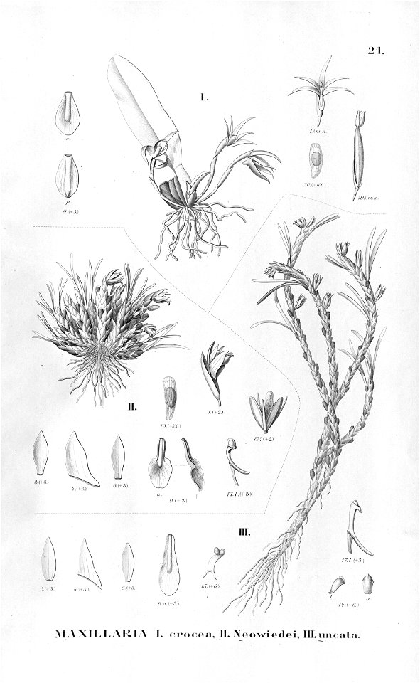 Maxillaria uncata . . . Flora Brasiliensis 3-6-21
