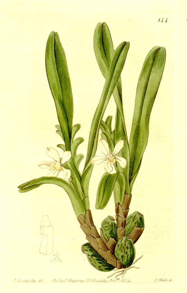 Maxillaria lutescens (Camaridium l.) - The Bot. Register v. 10 (1824) pl 844