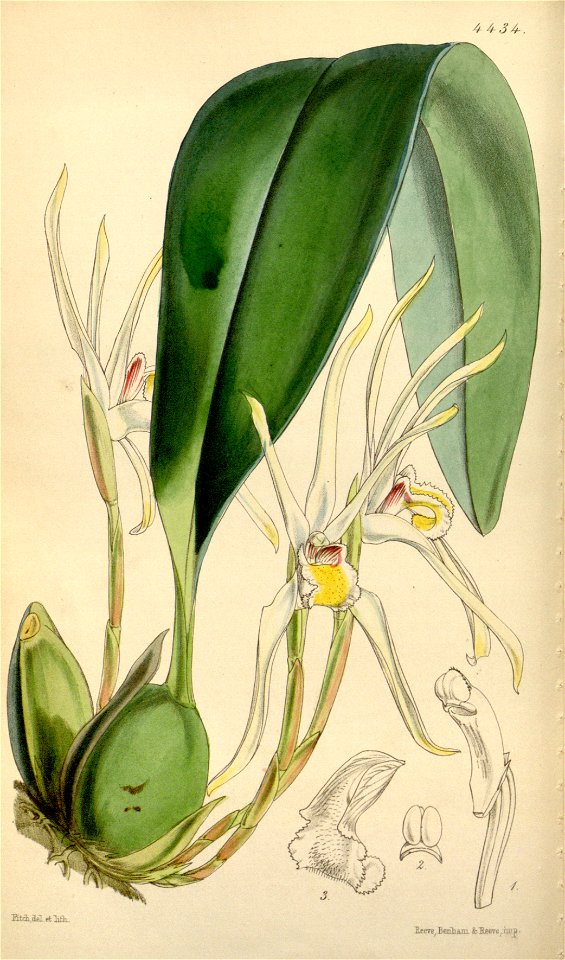 Maxillaria setigera (as Maxillaria leptosepala) - Curtis' 75 (Ser. 3 no. 5) pl. 4434 (1849)