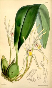 Maxillaria setigera (as Maxillaria leptosepala) - Curtis' 75 (Ser. 3 no. 5) pl. 4434 (1849)