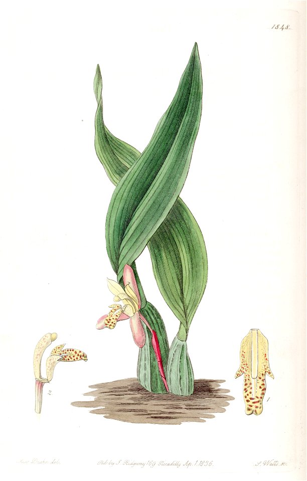 Maxillaria rufescens - Edwards v. 22 (1836) pl. 1848
