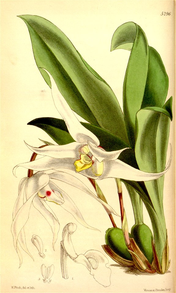 Maxillaria venusta - Curtis' 88 (Ser. 3 no. 18) pl. 5296 (1862)