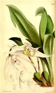 Maxillaria venusta - Curtis' 88 (Ser. 3 no. 18) pl. 5296 (1862)