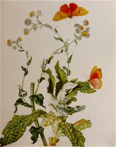 MSMerian StrohblumeUnd Castnilde 1705