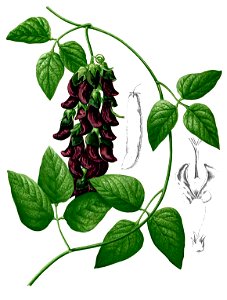 Mucuna pruriens Blanco2.331-cropped