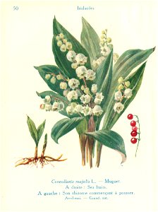 Muguet-J.Eudes-50
