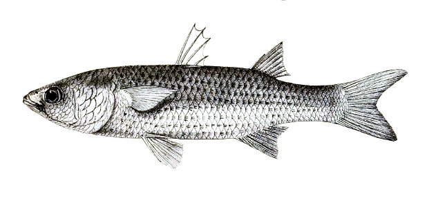 Mugil carinatus Ford 74