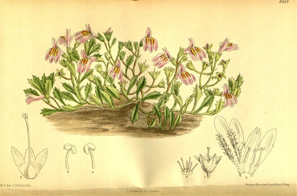 Mazus reptans 140-8554