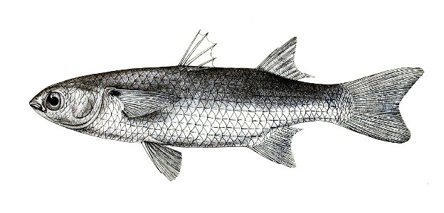 Mugil cunnesius Ford 74