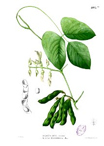 Mucuna pruriens Blanco2.405b