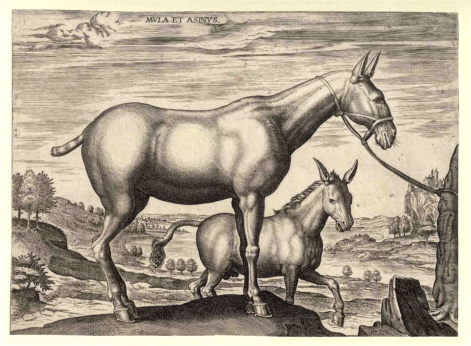 Mula et Asinus 1578