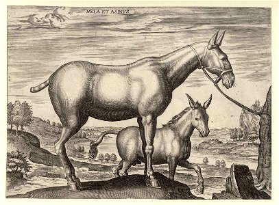 Mula et Asinus 1578