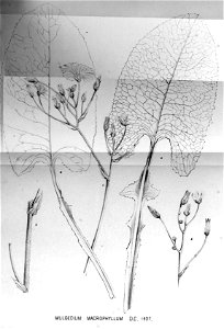 Mulgedium macrophyllum — Flora Batava — Volume v18. Free illustration for personal and commercial use.