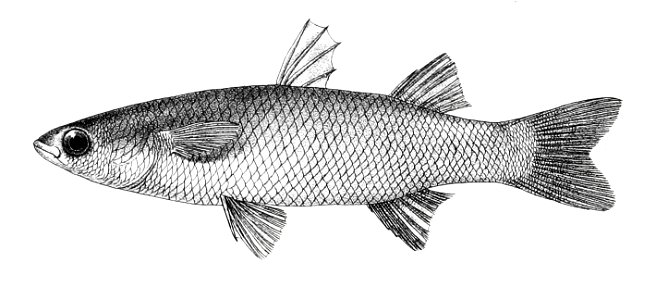 Mugil hamiltonii Ford 75