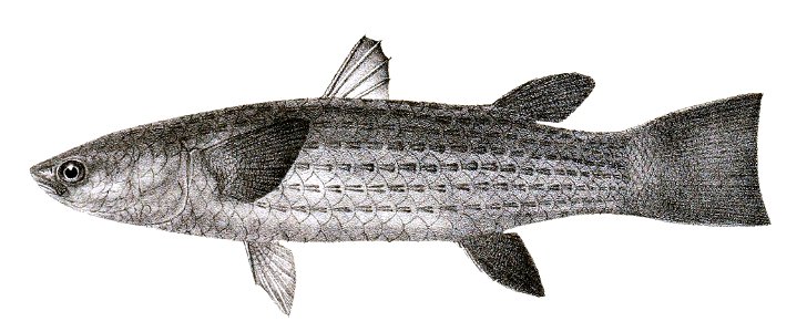Mugil waigiensis Ford 73