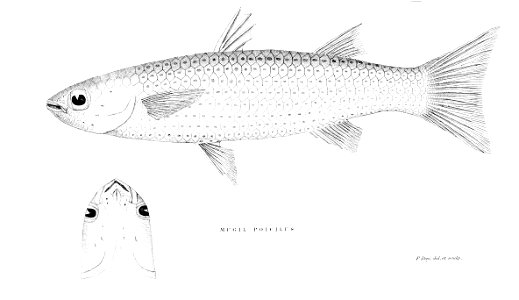 MugilPoicilusDay