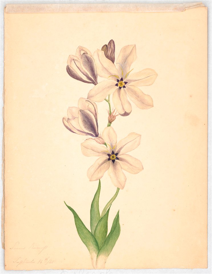 Multiple flower blossoms on stem with foliage, blossoms have six petals with star-shaped center, white with purple tints LCCN2016648708