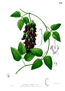 Mucuna pruriens Blanco2.331