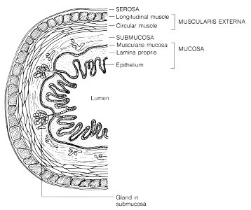 Mucosa