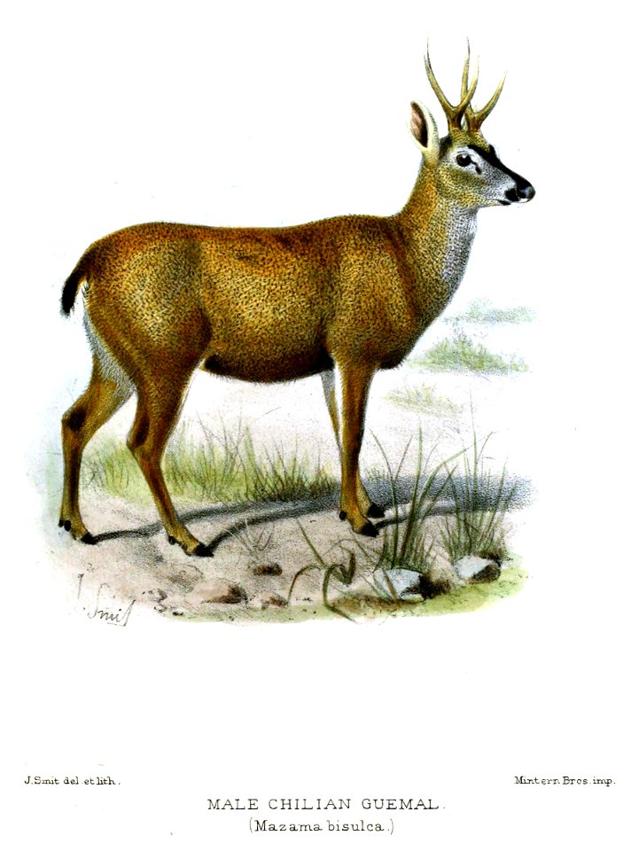 MazamaBisulcaSmit