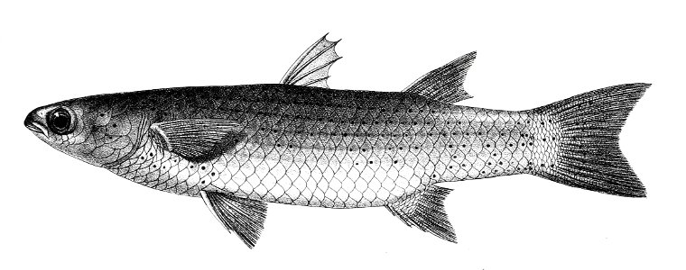 Mugil poicilus Ford 75