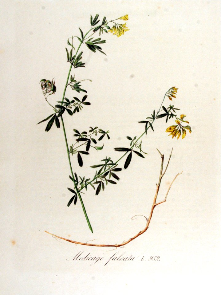 Medicago falcata — Flora Batava — Volume v13