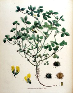 Medicago polymorpha—Flora Batava (1881)