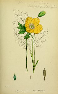 Meconopsis cambrica (Papaver cambrium) - English botany, or, Coloured figures of British plants - vol. 1 - t. 63