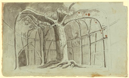 Mayr–Crude Hut around a Tree
