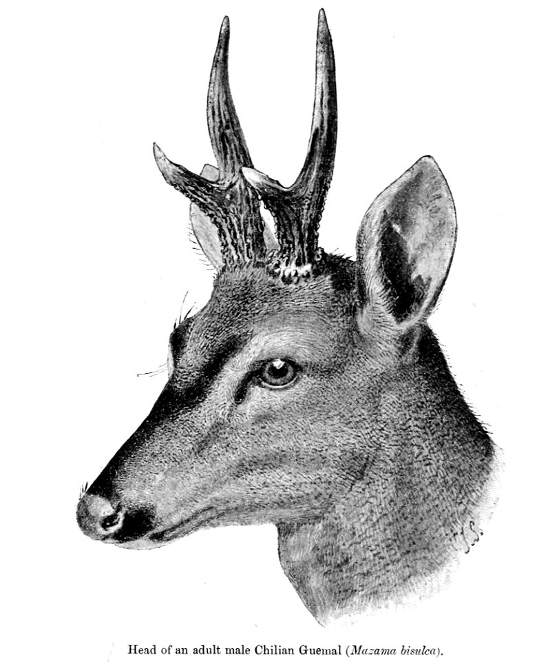 MazamaBisulcaHeadSmit