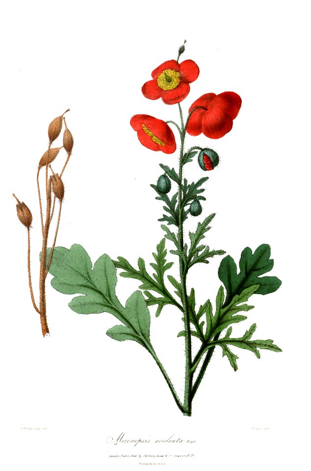 MeconopsisAculeataRoyle