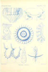 Medusae Plate 10