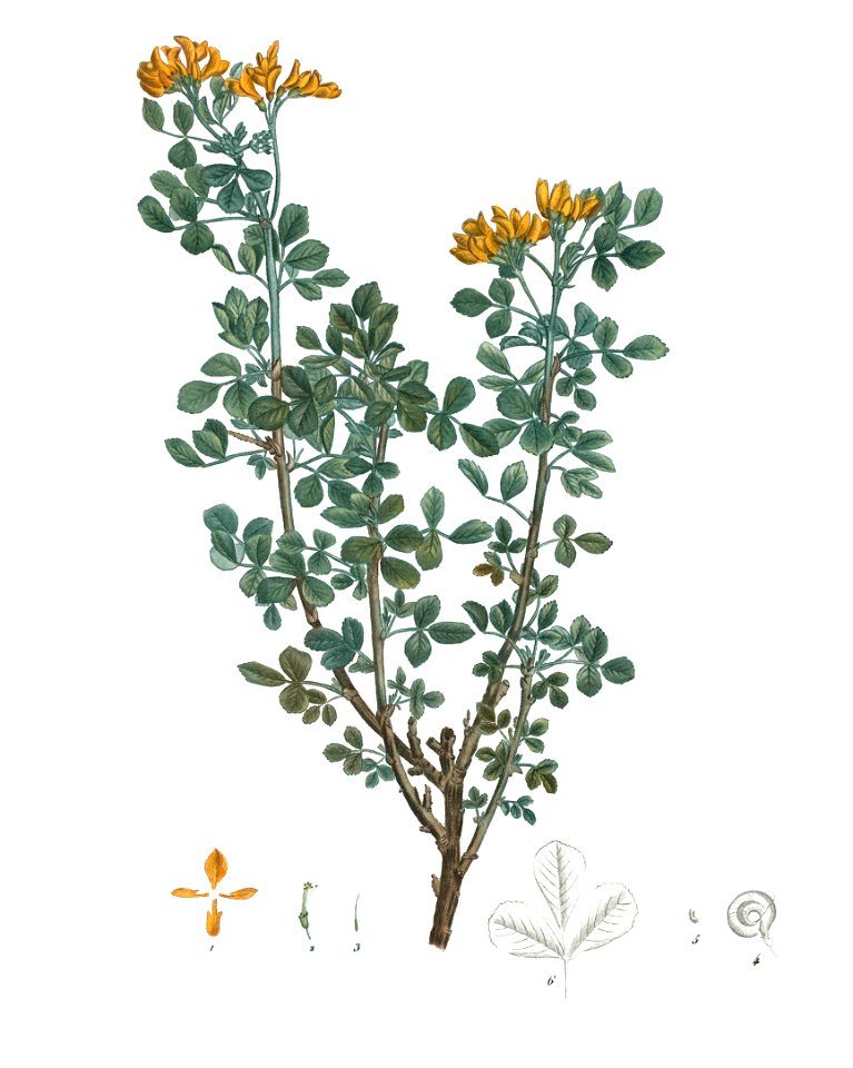 Medicago arborea - Luzerne en arbre. (NYPL b14485031-1109292) - clean