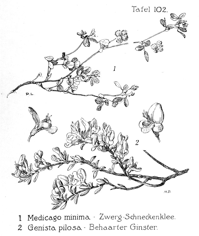 Medicago minima and Genista pilosa—Pflanzenleben des Schwarzwaldes (Tafeln) (1927)