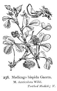 Medicago polymorpha—Illustrations of the British Flora (1924)