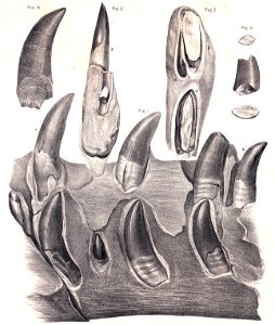 Megalosaurus mandible