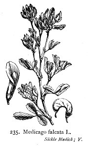 Medicago falcata—Illustrations of the British Flora (1924)