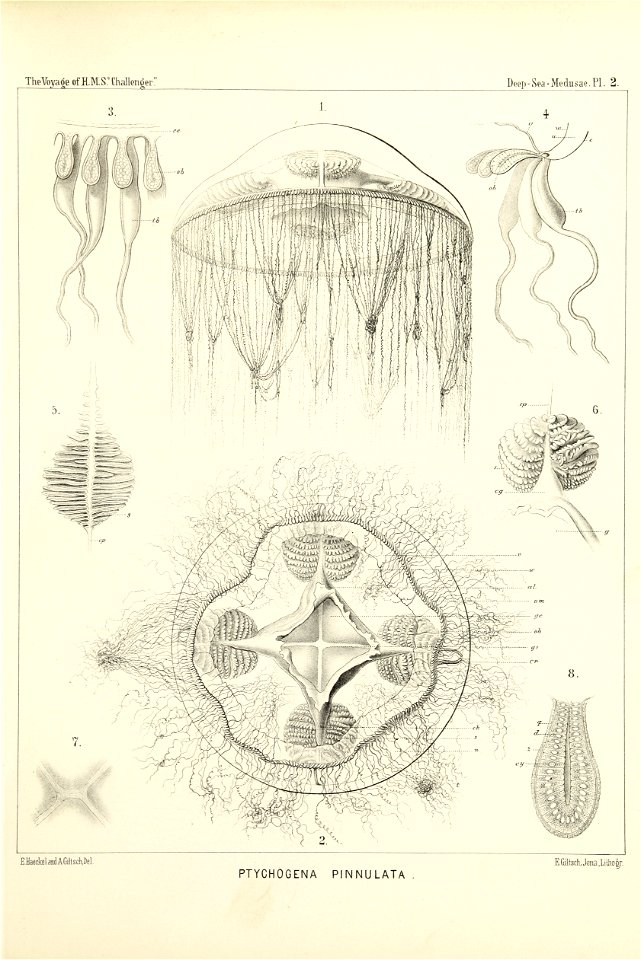 Medusae Plate 02