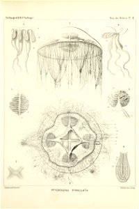 Medusae Plate 02