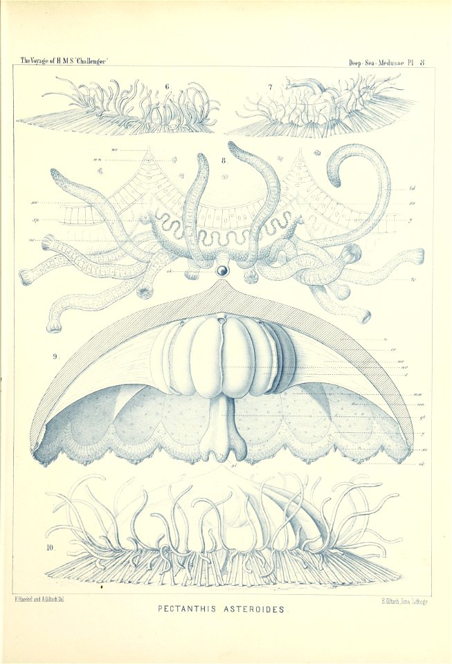 Medusae Plate 08