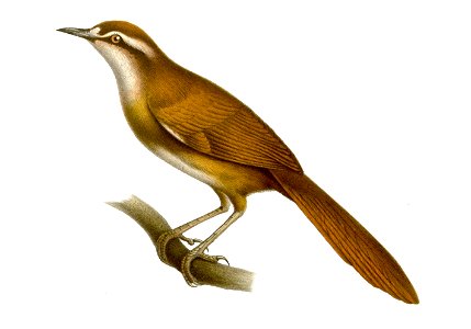 Megalurulus mariei