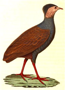 Megapodius reinwardt 1838
