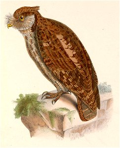 Megascops choliba cruciger 1849