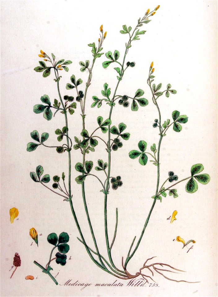 Medicago arabica—Flora Batava (1849)