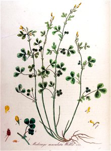 Medicago arabica—Flora Batava (1849)