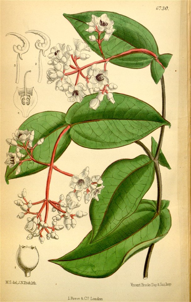 Medinilla curtisii 109-6730