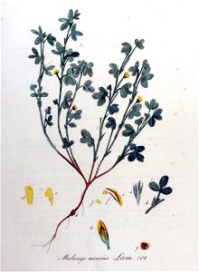 Medicago minima—Flora Batava of Afbeelding en Beschrijving van Nederlandsche Gewassen, IX Deel. (1846)