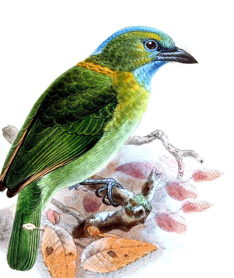 Megalaema pulcherrima Keulemans
