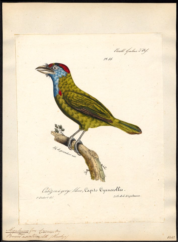 Megalaima asiatica - 1825-1834 - Print - Iconographia Zoologica - Special Collections University of Amsterdam - UBA01 IZ18800050